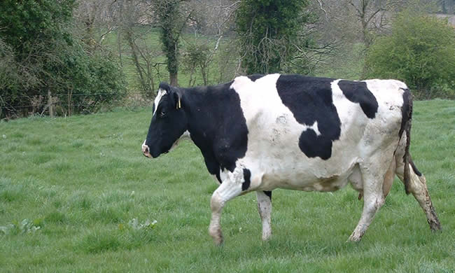 vaca ocasiona accidente